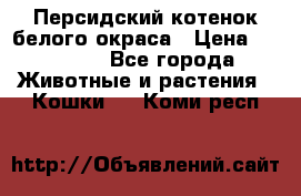 Персидский котенок белого окраса › Цена ­ 35 000 - Все города Животные и растения » Кошки   . Коми респ.